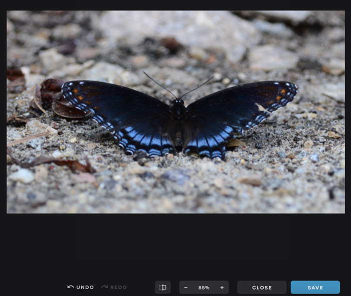 A screenshot of the Pixlr X interface showing a cropped image.